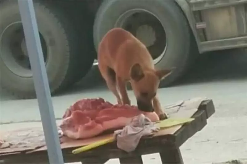 流浪狗偷吃肉攤的肉，老闆發現卻不趕走，說出原因後，眾人對他稱讚