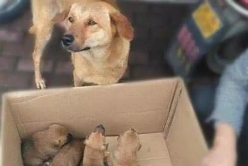主人賣掉狗寶寶，母狗離家出走，幾天後再次回家，全家人被母狗感動流淚