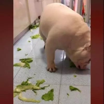 狗狗交給阿婆養，一年就胖成豬？網友親眼目睹牠清空滿地菜，傻眼：就是這樣胖的？