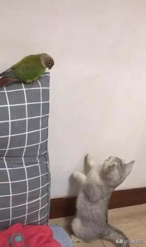 貓貓「想偷襲鳥寶」被發現！「一秒裝沒事」看牆壁：真白啊哈哈...