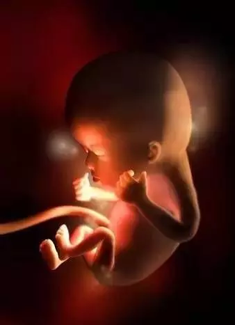 一段讓人淚流滿面的小胎兒獨白，感歎生命的偉大