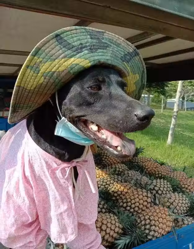 /www/bananadaily.net/web/images/image/2029/20292927.avif