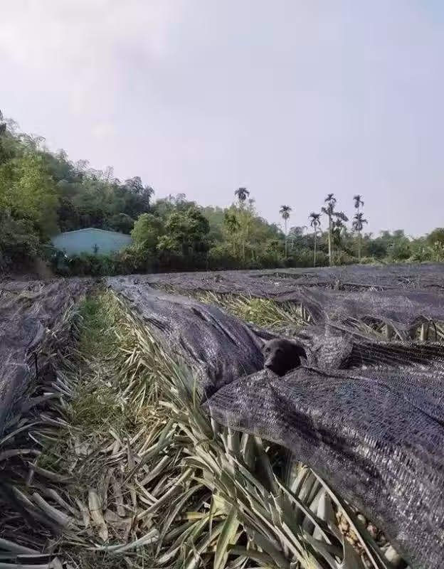 /www/bananadaily.net/web/images/image/2029/20292930.avif