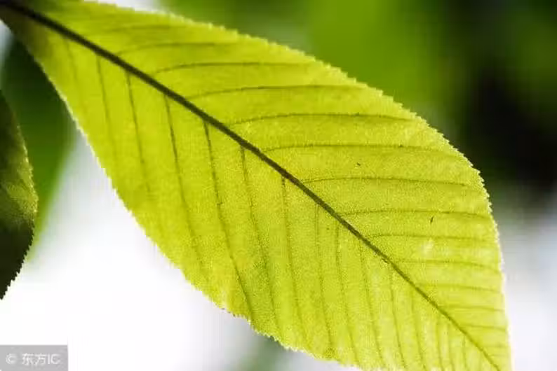 /www/bananadaily.net/web/images/image/2029/20293155.avif