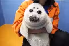 /www/bananadaily.net/web/images/image/2029/20295558.avif