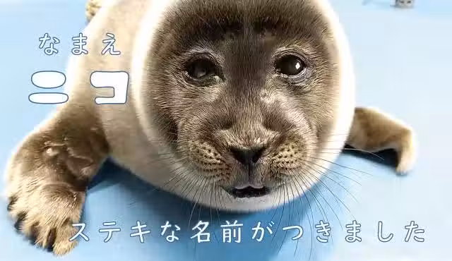 /www/bananadaily.net/web/images/image/2029/20295562.avif