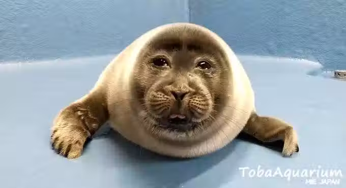 /www/bananadaily.net/web/images/image/2029/20295564.avif