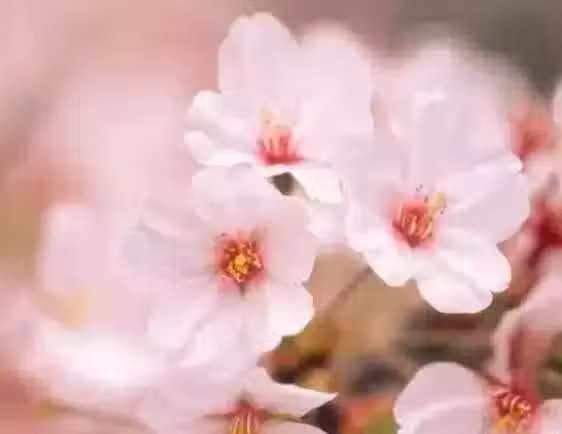 /www/bananadaily.net/web/images/image/2029/20297536.avif