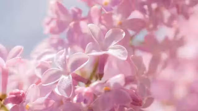 /www/bananadaily.net/web/images/image/2029/20298651.avif