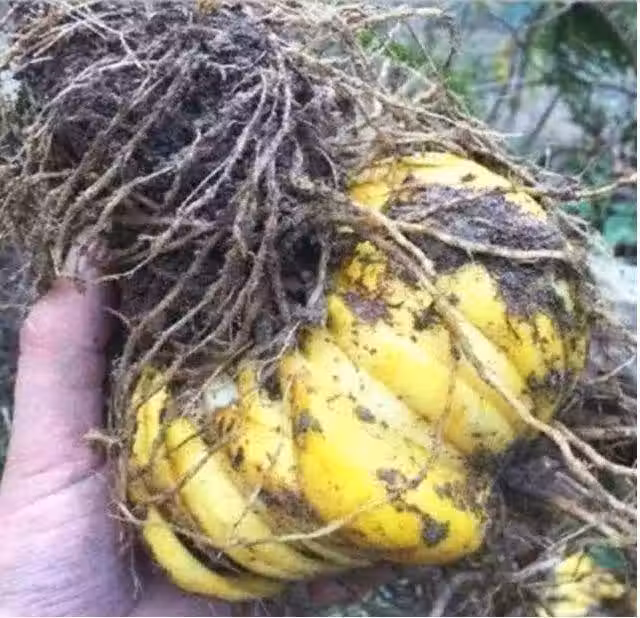 /www/bananadaily.net/web/images/image/2029/20298970.avif