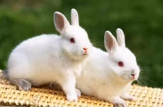 /www/bananadaily.net/web/images/image/2228/22280733.avif