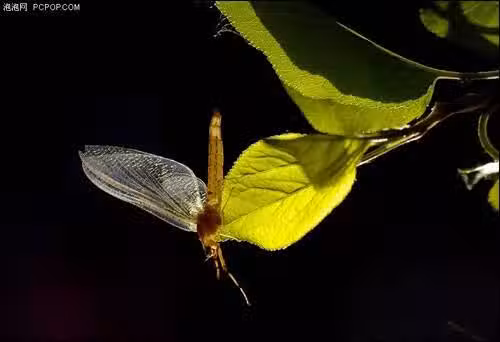 /www/bananadaily.net/web/images/image/2232/22323094.avif