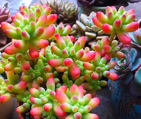/www/bananadaily.net/web/images/image/2232/22325661.avif