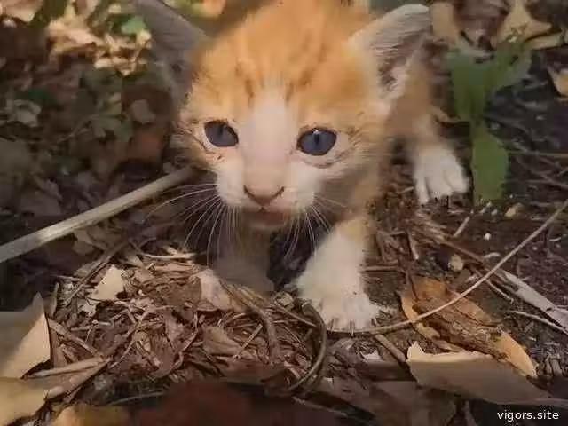 /www/bananadaily.net/web/images/image/2237/22376158.avif