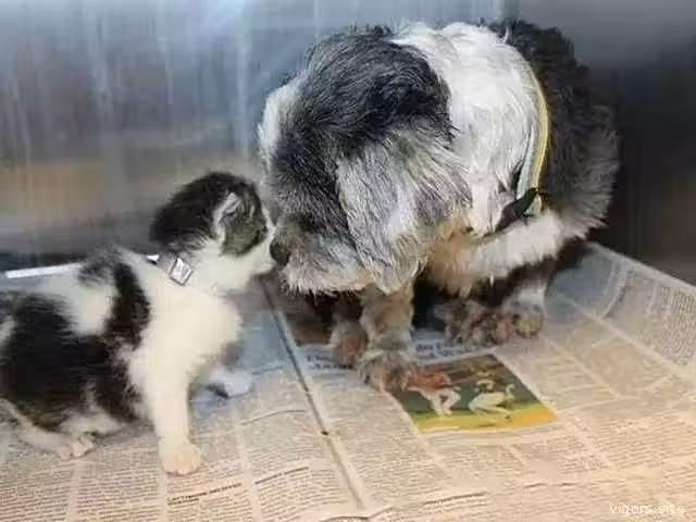 /www/bananadaily.net/web/images/image/2237/22376161.avif