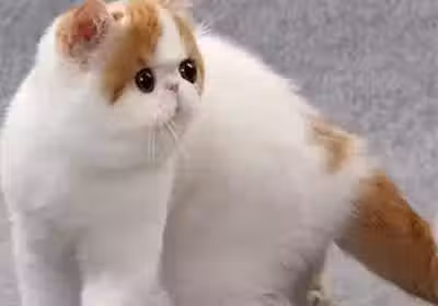 /www/bananadaily.net/web/images/image/2237/22377765.avif