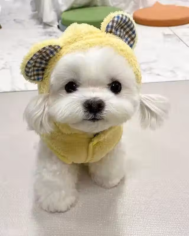 /www/bananadaily.net/web/images/image/2240/22404168.avif