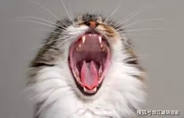 /www/bananadaily.net/web/images/image/2250/22502583.avif