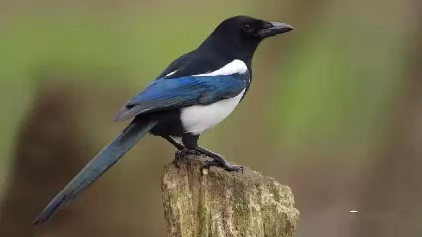 /www/bananadaily.net/web/images/image/2263/22635698.avif