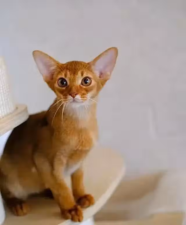 /www/bananadaily.net/web/images/image/2269/22697529.avif
