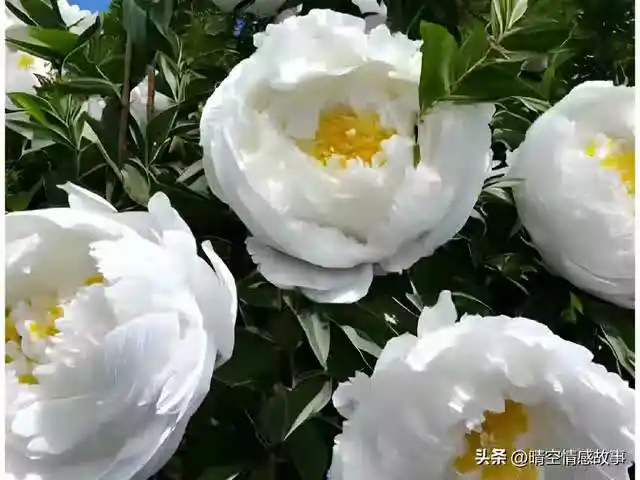 /www/bananadaily.net/web/images/image/2275/22750223.avif