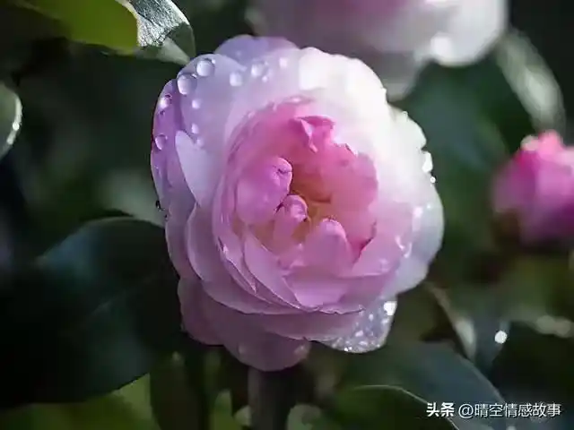 /www/bananadaily.net/web/images/image/2275/22750227.avif
