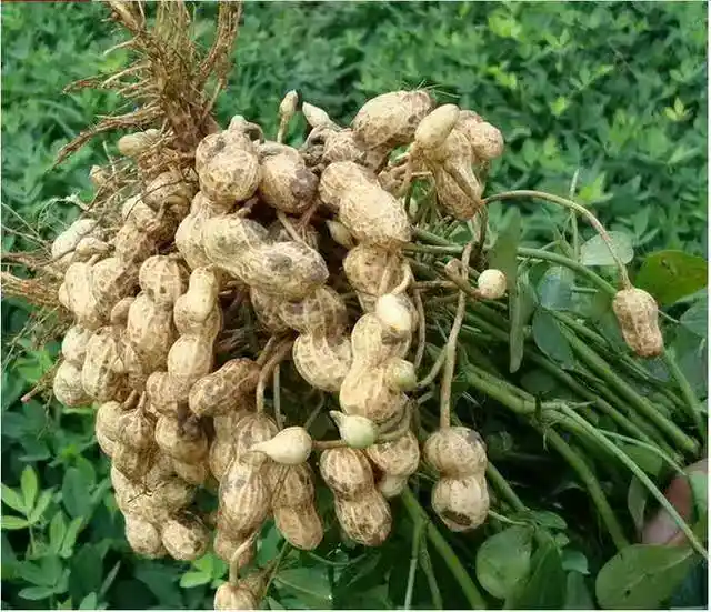 /www/bananadaily.net/web/images/image/2275/22754334.avif