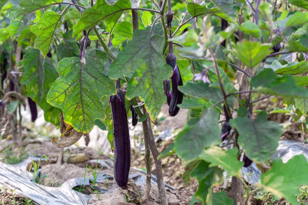 /www/bananadaily.net/web/images/image/2280/22806514.avif